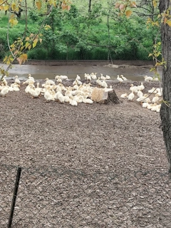 brojlerová kačica vek 3 týždne
