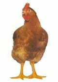 KALIMERO